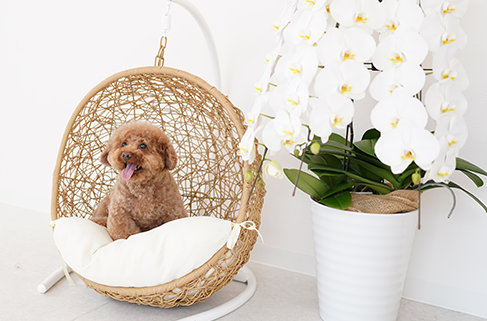 常にわんちゃんファースト