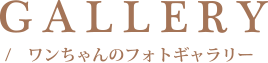 GALLER/ わんちゃんのフォトギャラリー
